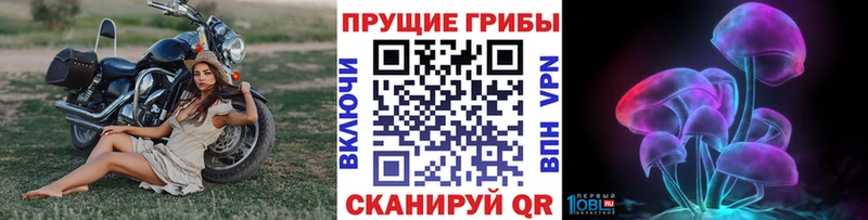 купить наркотики сайты  Кологрив  Галлюциногенные грибы Psilocybe 